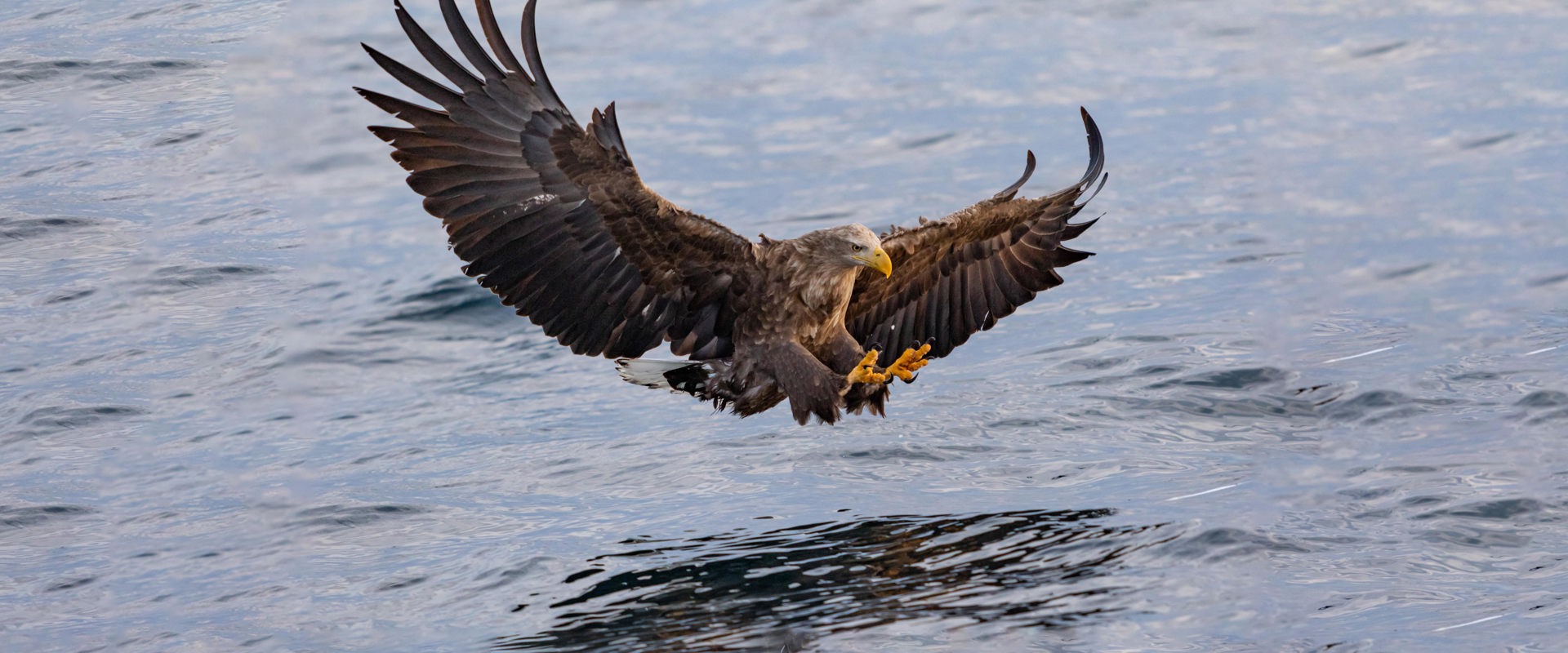 Adler gleitet mit zuverlässiger Sicherheit über Wasserobfläche ohne nass zu werden